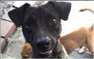 Cachorro raça  idade 1 ano nome Daymon
