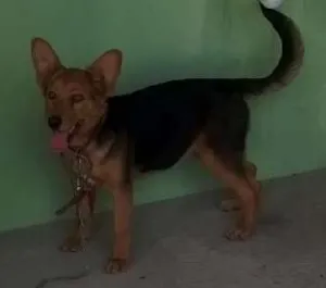 Cachorro raça Vira lata idade 2 a 6 meses nome Jade
