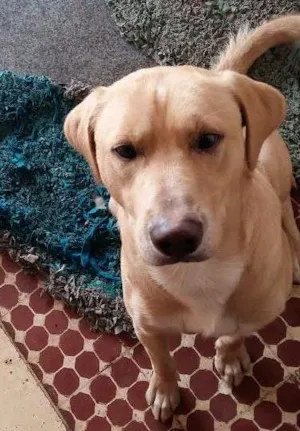 Cachorro raça SRD idade 2 a 6 meses nome Ralph