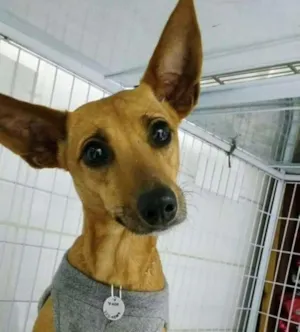 Cachorro raça SRD idade 1 ano nome MEG