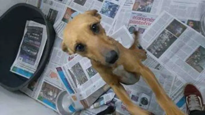 Cachorro ra a SRD idade 1 ano nome MEG