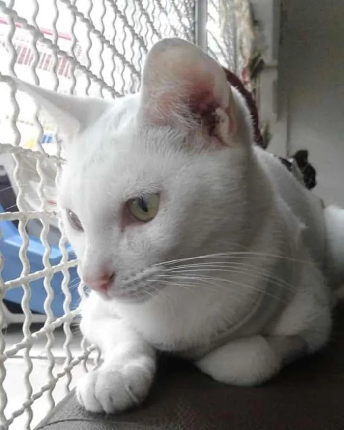 Gato ra a SRD idade 1 ano nome HONDA