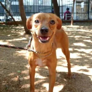 Cachorro raça SRD idade 1 ano nome LOLLY