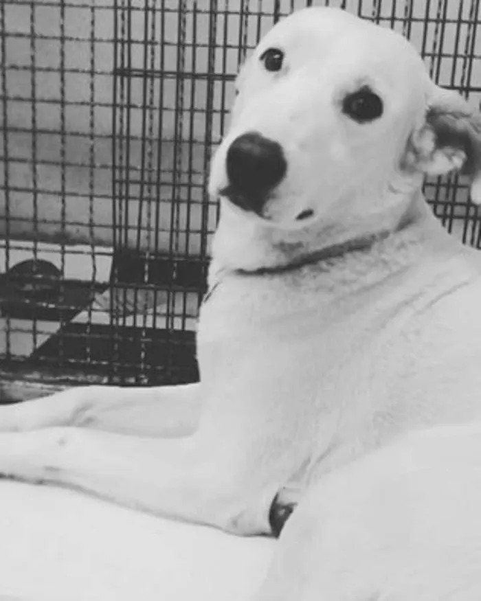 Cachorro raça SRD idade 1 ano nome SPIKE