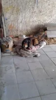 Tirirca