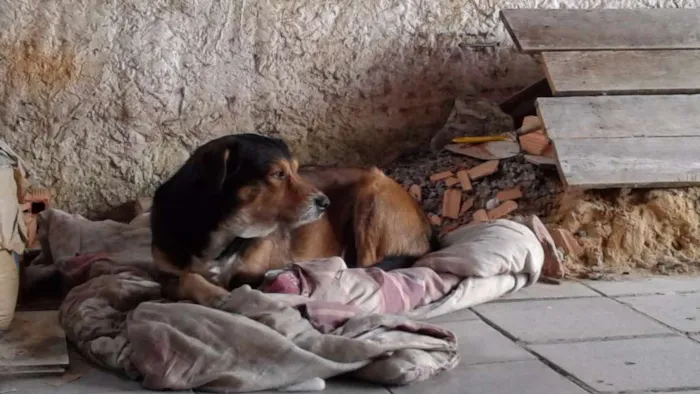 Cachorro ra a Vira-lata idade  nome Tirirca