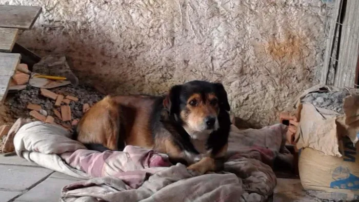 Cachorro ra a Vira-lata idade  nome Tirirca