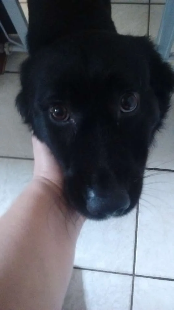 Cachorro ra a SRD idade 3 anos nome maicão