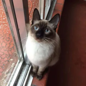 Gato raça Siamês idade 1 ano nome Bolinho, castrado