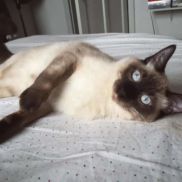 Gato ra a Siamês idade 1 ano nome Bolinho, castrado