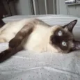 Bolinho, castrado