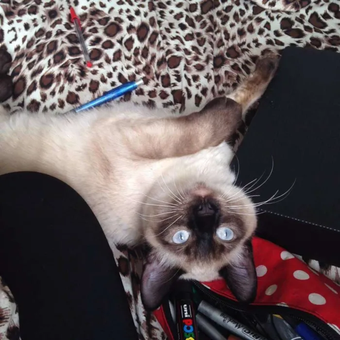 Gato ra a Siamês idade 1 ano nome Bolinho, castrado