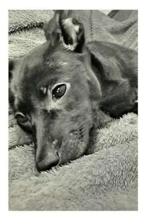 Cachorro raça Vira lata idade 1 ano nome Nina