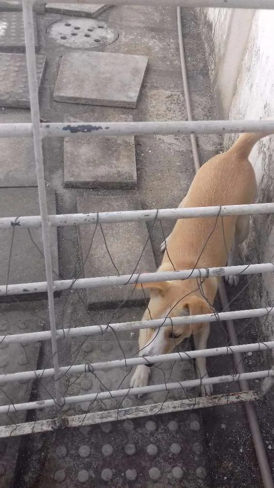 Cachorro ra a SRD idade 1 ano nome Branquina