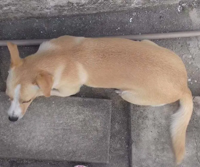 Cachorro ra a SRD idade 1 ano nome Branquina