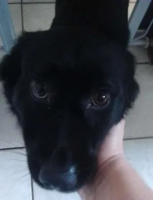 Cachorro raça SRD idade 3 anos nome maicão