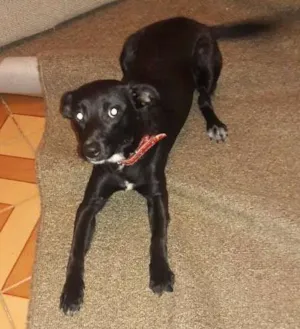 Cachorro raça Sem raça  definida  idade 7 a 11 meses nome Meg