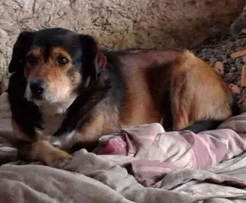 Cachorro ra a Vira-lata idade  nome Tirirca