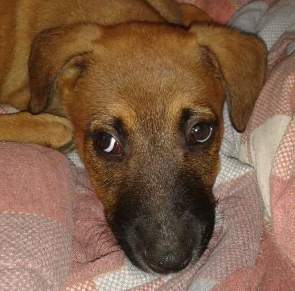 Cachorro ra a salsicha idade 7 a 11 meses nome sophi