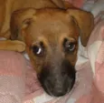 sophi