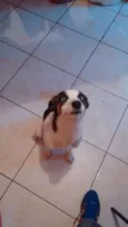 Cacau