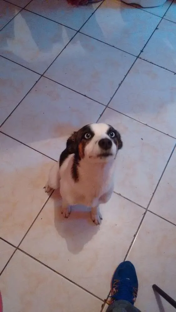 Cachorro ra a Viralata idade 3 anos nome Cacau