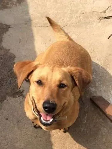 Cachorro raça Nao definida idade 1 ano nome Kiara