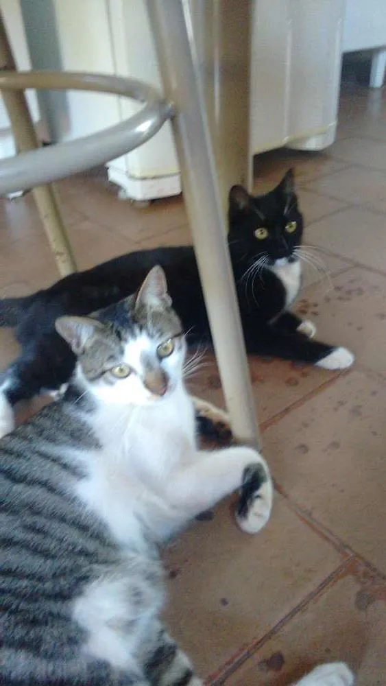 Gato ra a Comum idade 1 ano nome Mel..mi..rafa e leo