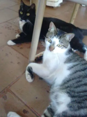 Gato raça Comum idade 1 ano nome Mel..mi..rafa e leo