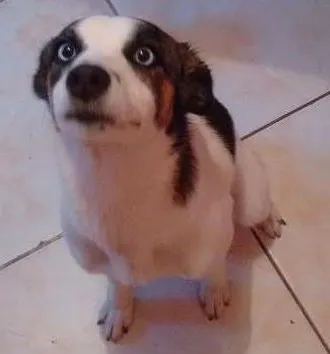 Cachorro ra a Viralata idade 3 anos nome Cacau
