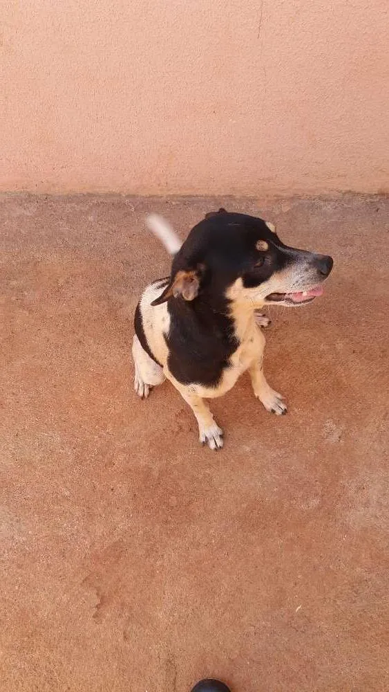 Cachorro ra a mestiça com pintier idade 1 ano nome Nala