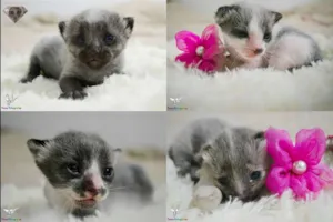 Gato raça srd idade Abaixo de 2 meses nome Gatinhos para adoção