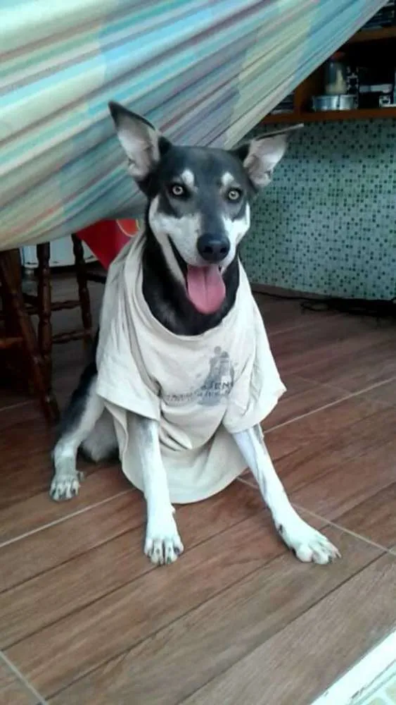 Cachorro ra a Indefinida idade 3 anos nome Astor