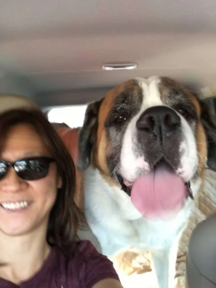 Cachorro ra a São Bernardo idade 5 anos nome Bethoven