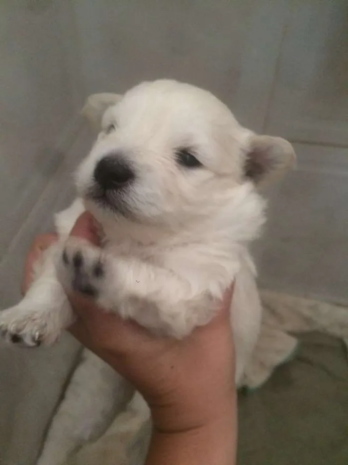 Cachorro ra a lulu  idade 2 a 6 meses nome nick