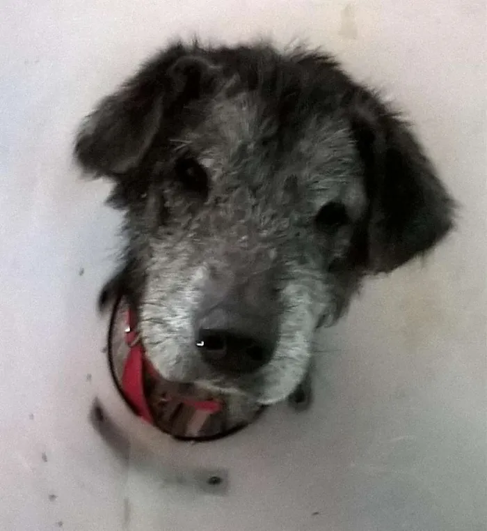 Cachorro ra a SRD idade 6 ou mais anos nome Gabriel