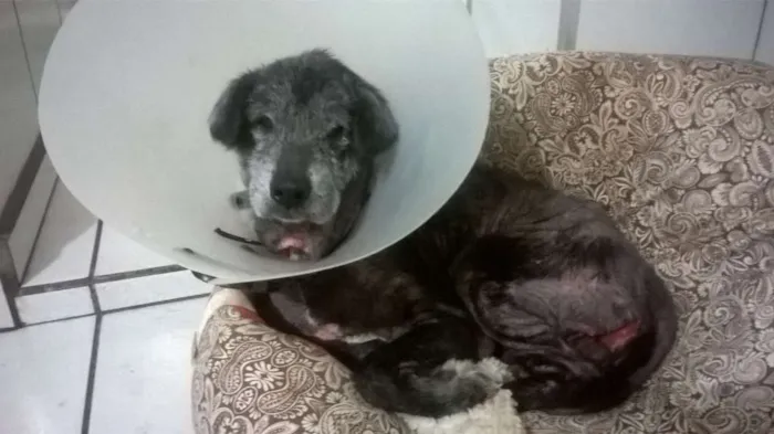 Cachorro ra a SRD idade 6 ou mais anos nome Gabriel