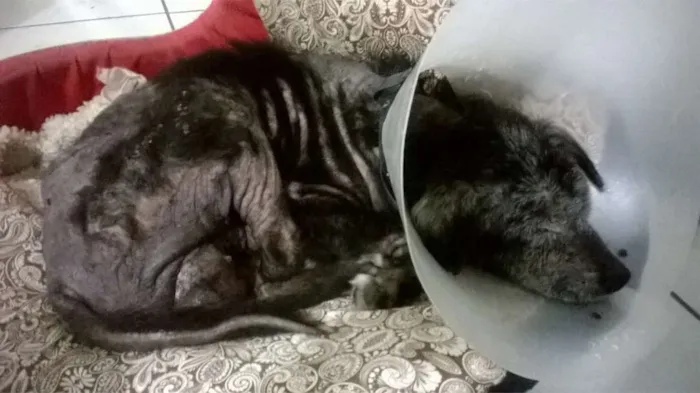Cachorro ra a SRD idade 6 ou mais anos nome Gabriel