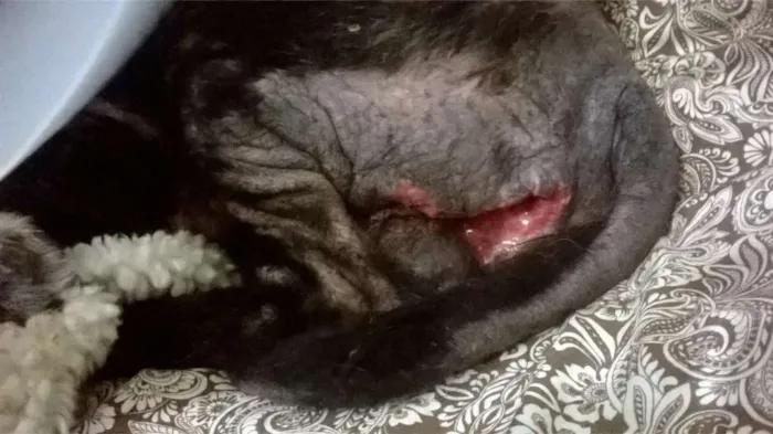 Cachorro ra a SRD idade 6 ou mais anos nome Gabriel
