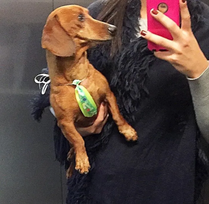 Cachorro ra a Basset  idade 3 anos nome Scooby 