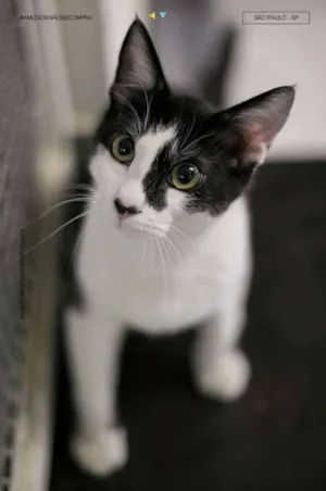 Gato raça SRD idade 2 a 6 meses nome NINON