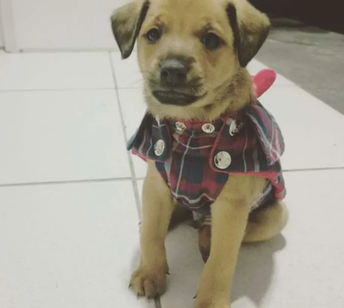 Cachorro ra a srd idade 2 a 6 meses nome sem nome