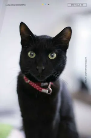 Gato raça SRD idade 2 anos nome ALPINO