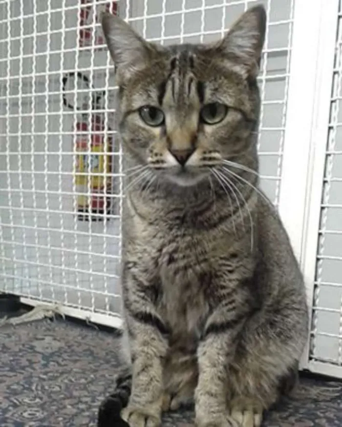 Gato ra a SRD idade 1 ano nome FUNNY