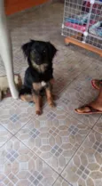 Belinha