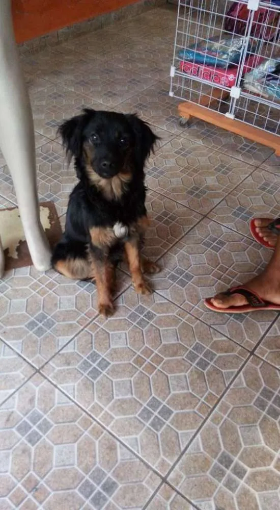 Cachorro ra a vira lata idade 1 ano nome Belinha
