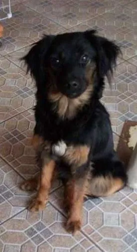 Cachorro raça vira lata idade 1 ano nome Belinha