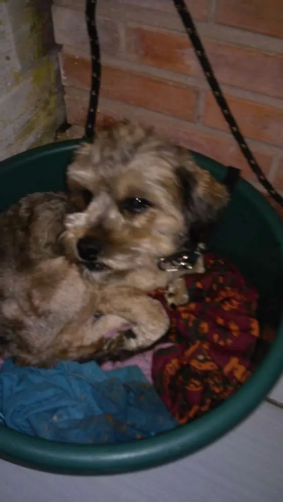 Cachorro ra a Lhasa apso idade 3 anos nome Boris