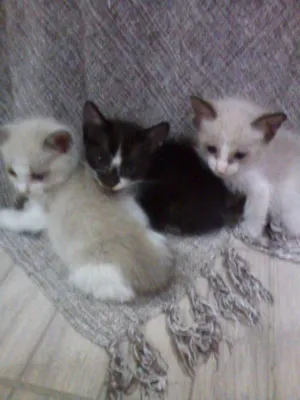 Gato raça SRD idade Abaixo de 2 meses nome Daenerys