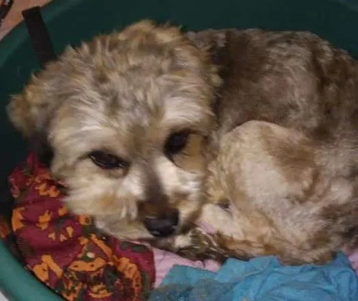 Cachorro ra a Lhasa apso idade 3 anos nome Boris